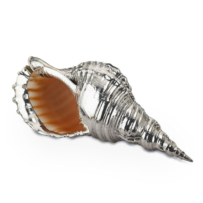Tab - Buccellati - Charonia Tritonis Shells - Main