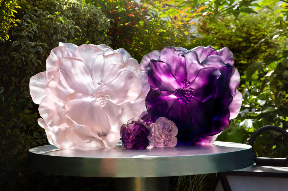 Tab - Daum -  Camellia - Main