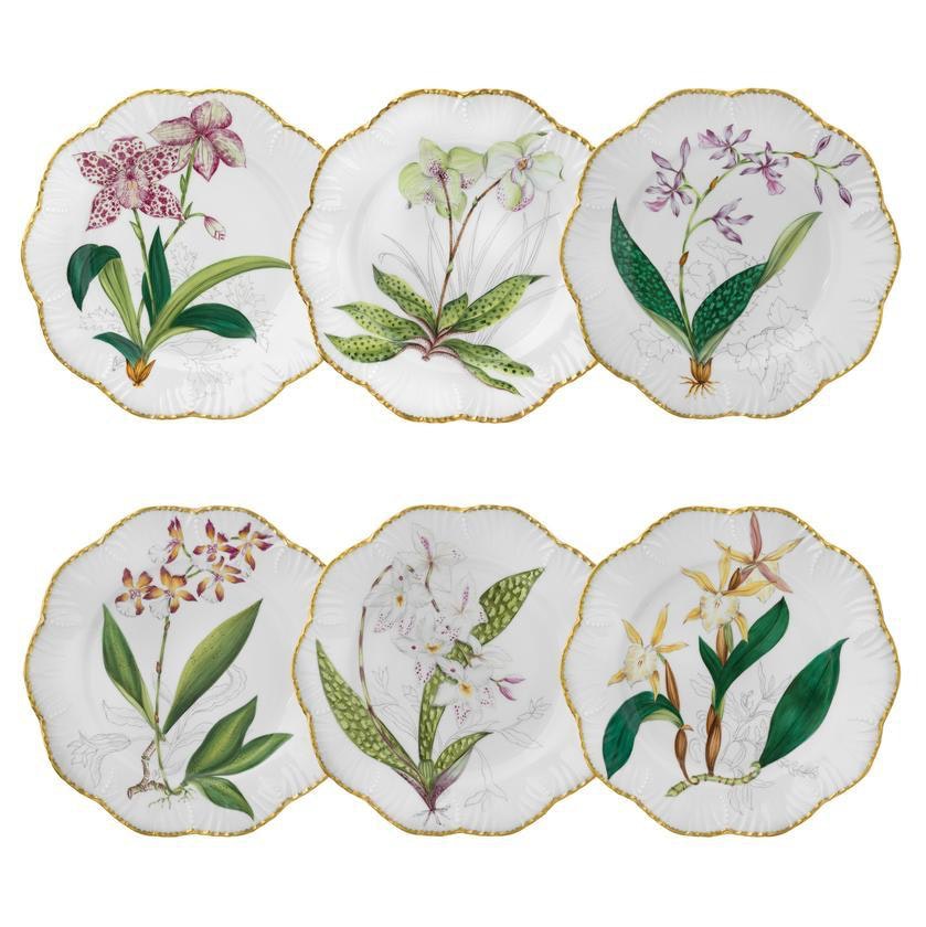 Tab - Alberto Pinto - Histoires d'Orchidées - Main