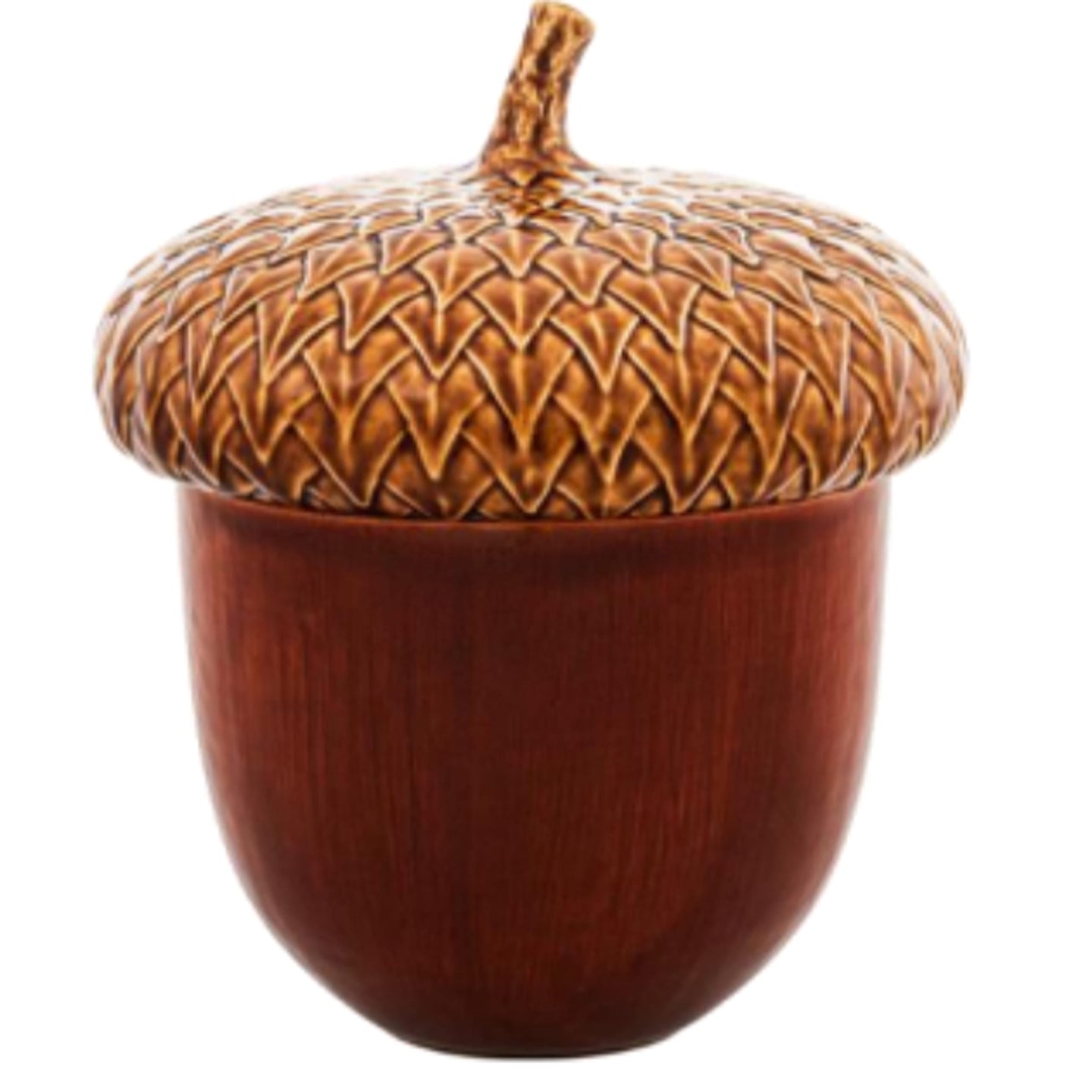 さくら　Ameri vintage ACORN 10 POUNDS FRESH 2025 RED OAK ACORNS - DEER & WILDLIFE FEED